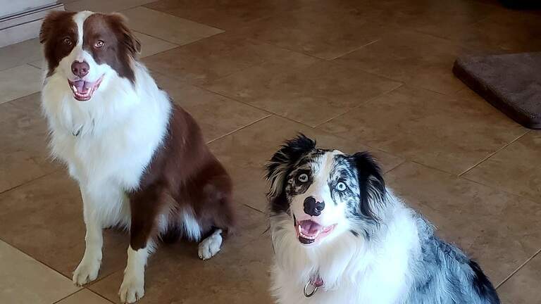 ‘It was a gut punch:’ HHI pet owners mourn dog’s death under care of Marine house-sitter