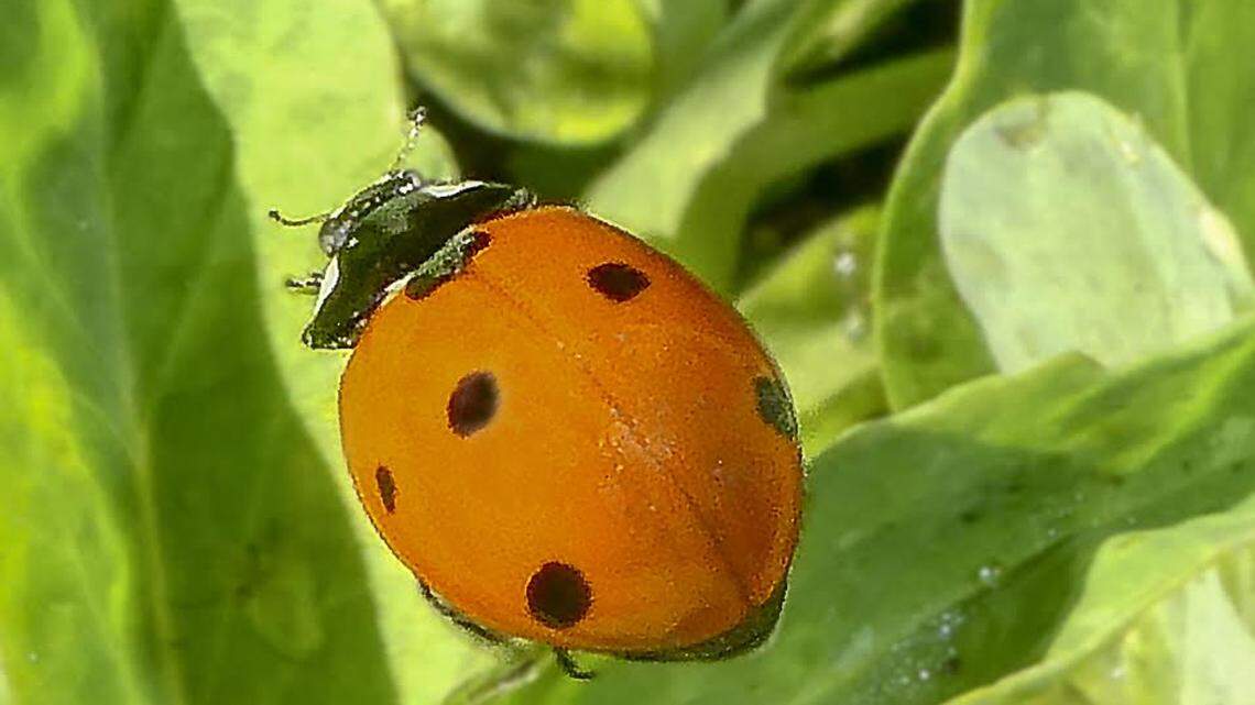 A highly useful feature of ladybugs is their diet. Both the larvae and adults of most species feed on aphids, scale insects, and other common pests.