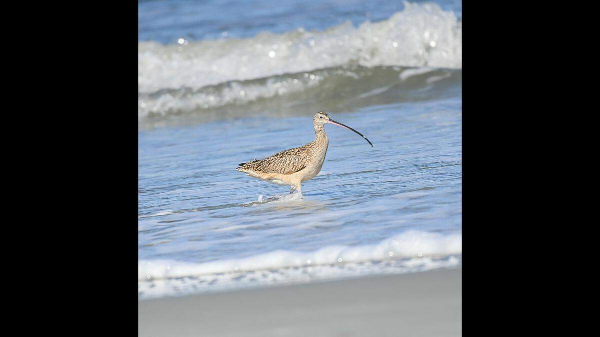 A long-billed curlew showed up on Harbor Island in late December and remained for a few weeks before it was chased off by a dog.