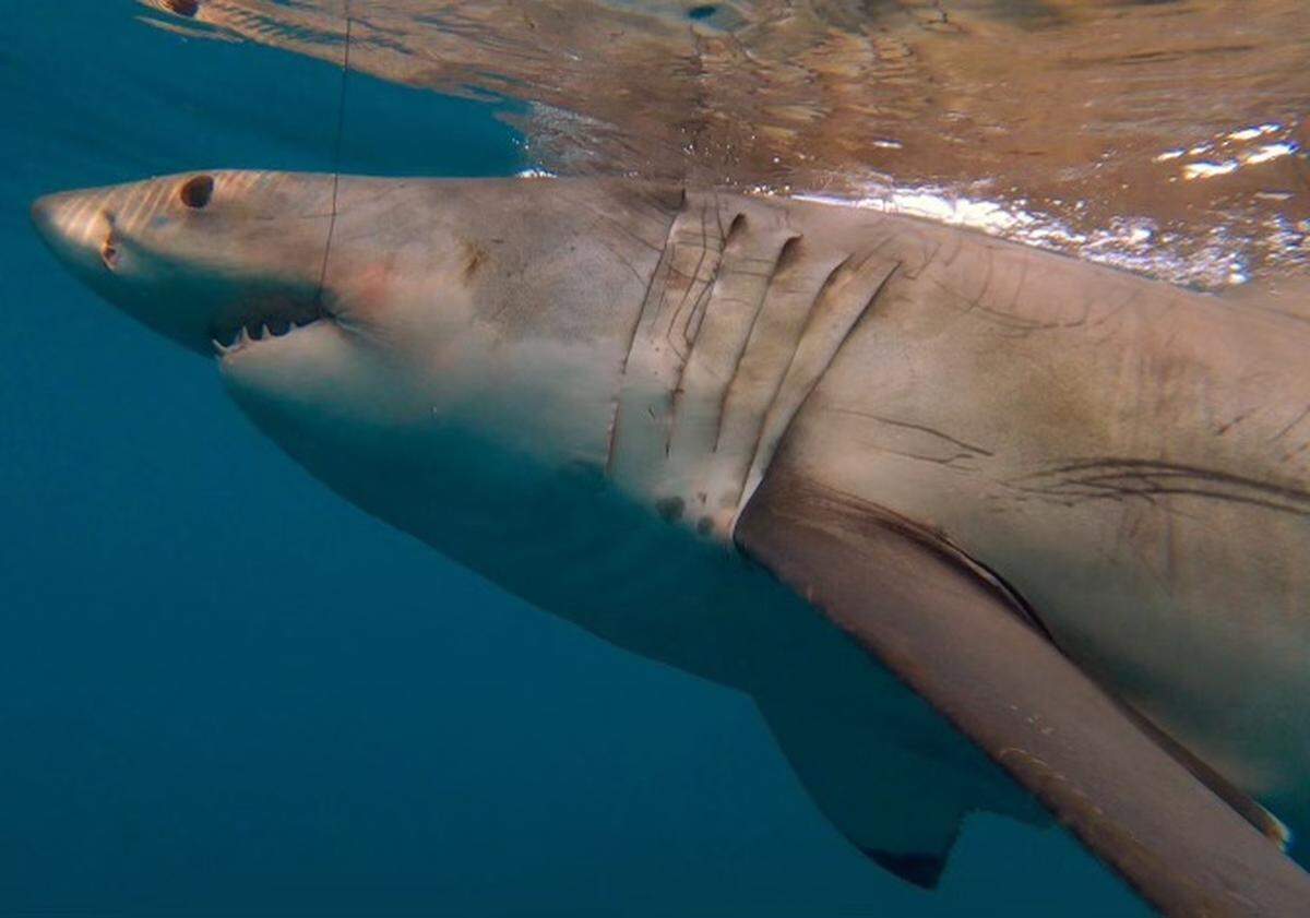 This female great white shark was tagged off the coast of Hilton Head on Thursday, Feb. 10, 2022.
