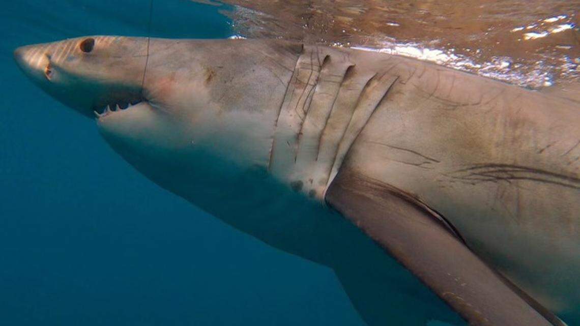 3 great white sharks are now swimming off the SC coast. Here’s where & how to watch