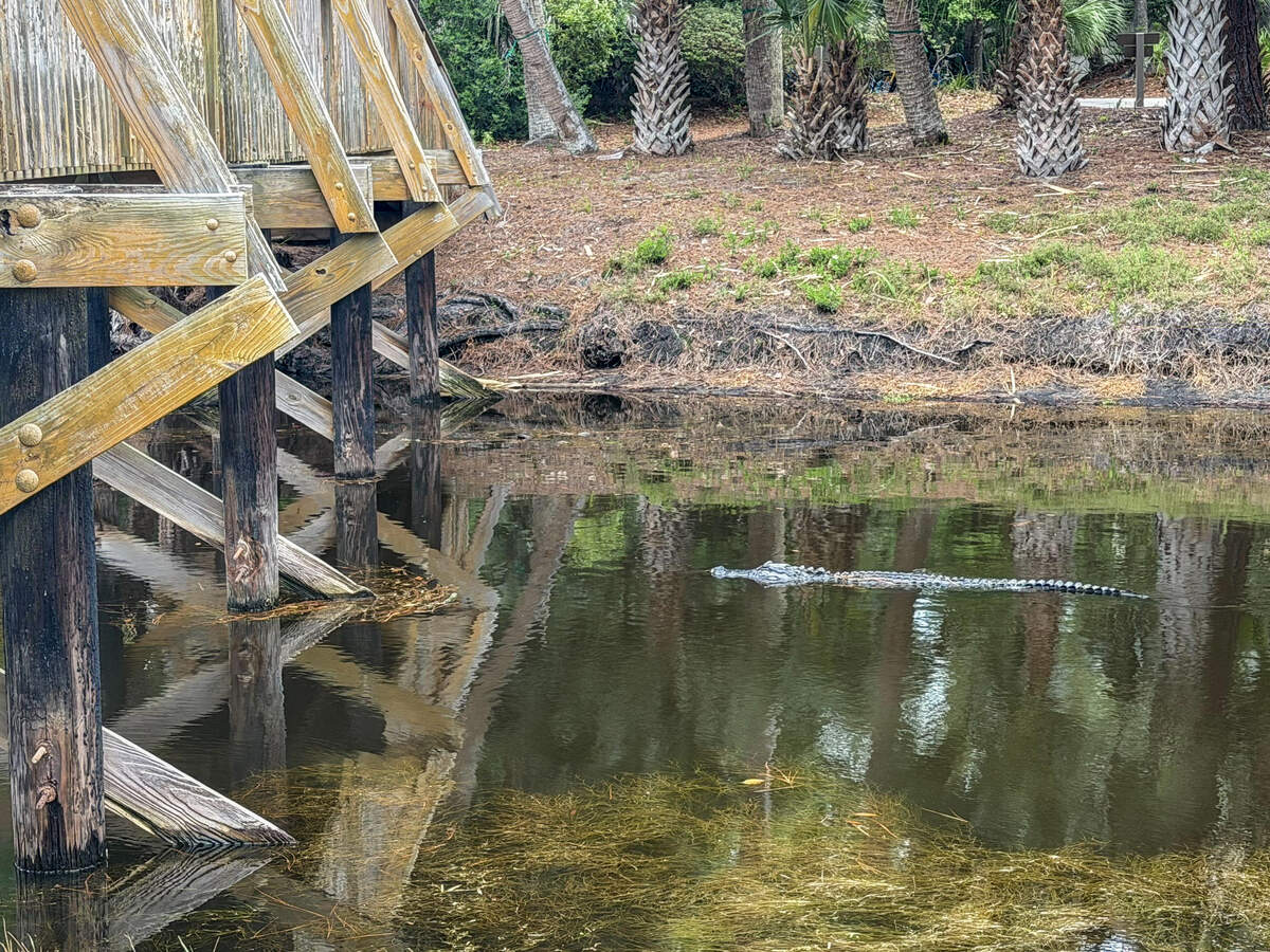 An alligator glides through the waters of a lagoon in Sea Pines’ Beach Lagoon neighborhood on Hilton Head Island.