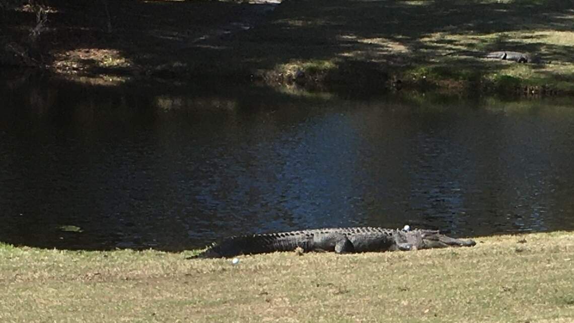 Here we go again! Golfer’s shot lands on alligator’s head on Hilton Head course
