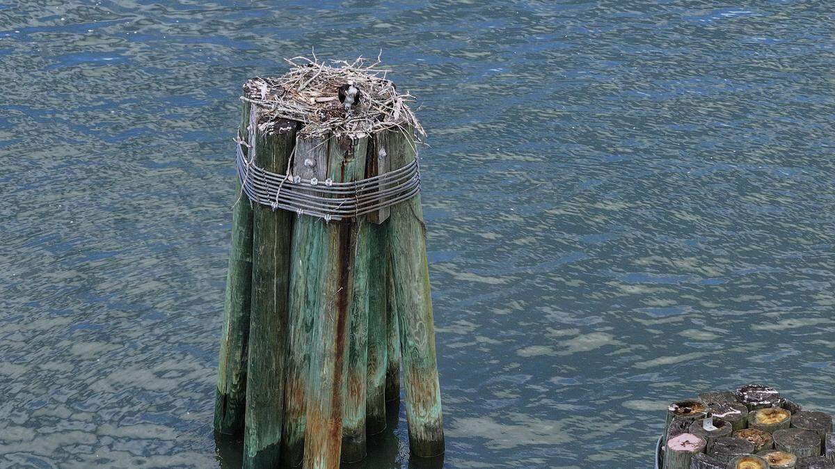 An osprey has made a nest on a dolphin pile on the eastern side of the Richard V. Woods Memorial Bridge as photographed on May 19, 2026, in Beaufort.
