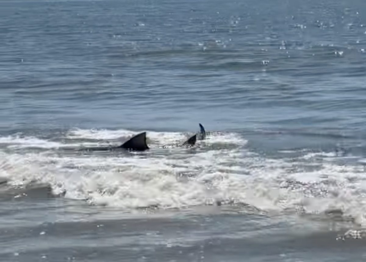 A lemon shark was seen swimming in the shallow surf off a Hilton Head Island beach Friday morning. Lifeguards cleared the surrounding waters for 30 minutes following the sighting on Aug. 30, 2024.