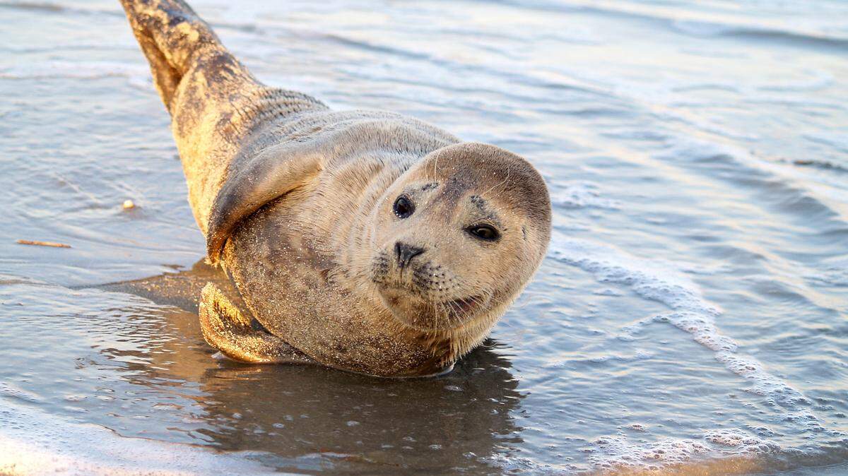 The harbor seal who stopped on the "heel" of Hilton Head Island on March 17. A scientist with the National Ocean Service’s Marine Mammal Stranding Program said the seal was just resting. After nightfall the seal shuffled off to the water.