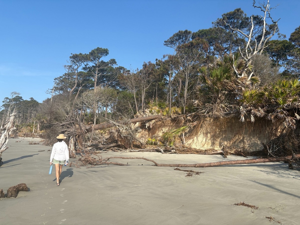 Kim Ritchie, director of research at Pritchards Island, searches for sea turtle nests in front of a heavily eroded section of beach.
