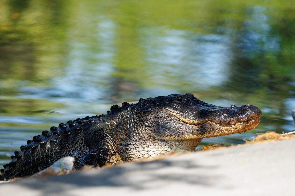 An alligator peeks out from a lagoon near hole 14 of Hilton Head Island’s Harbour Town Golf Links the morning of April 16, 2026, the first day of play at the RBC Heritage Presented by Boeing.