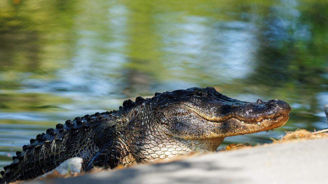 This gator didn’t have a ticket to RBC Heritage. But it watched from the 14th hole