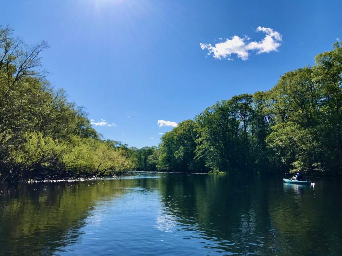 The Edisto River from Good Hope Landing to Sullivan’s Ferry is 14 miles of one of the most scenic and beautiful waterways in the Lowcountry.
