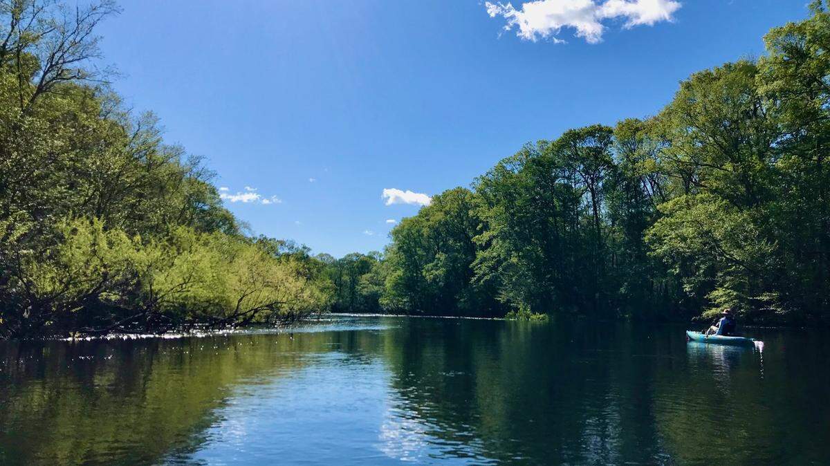 The Edisto River from Good Hope Landing to Sullivan’s Ferry is 14 miles of one of the most scenic and beautiful waterways in the Lowcountry.