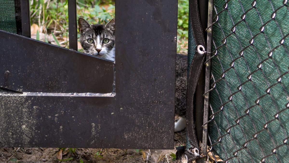 A cat peers out from the gate on May 9, 2023 at All About Cats, a nonprofit that runs a feral cat colony located along Beach City Road next to The Spa on Port Royal Sound on Hilton Head Island. Some residents of the gated community want the town of Hilton Head to move the cats because cats are defecating on their property.