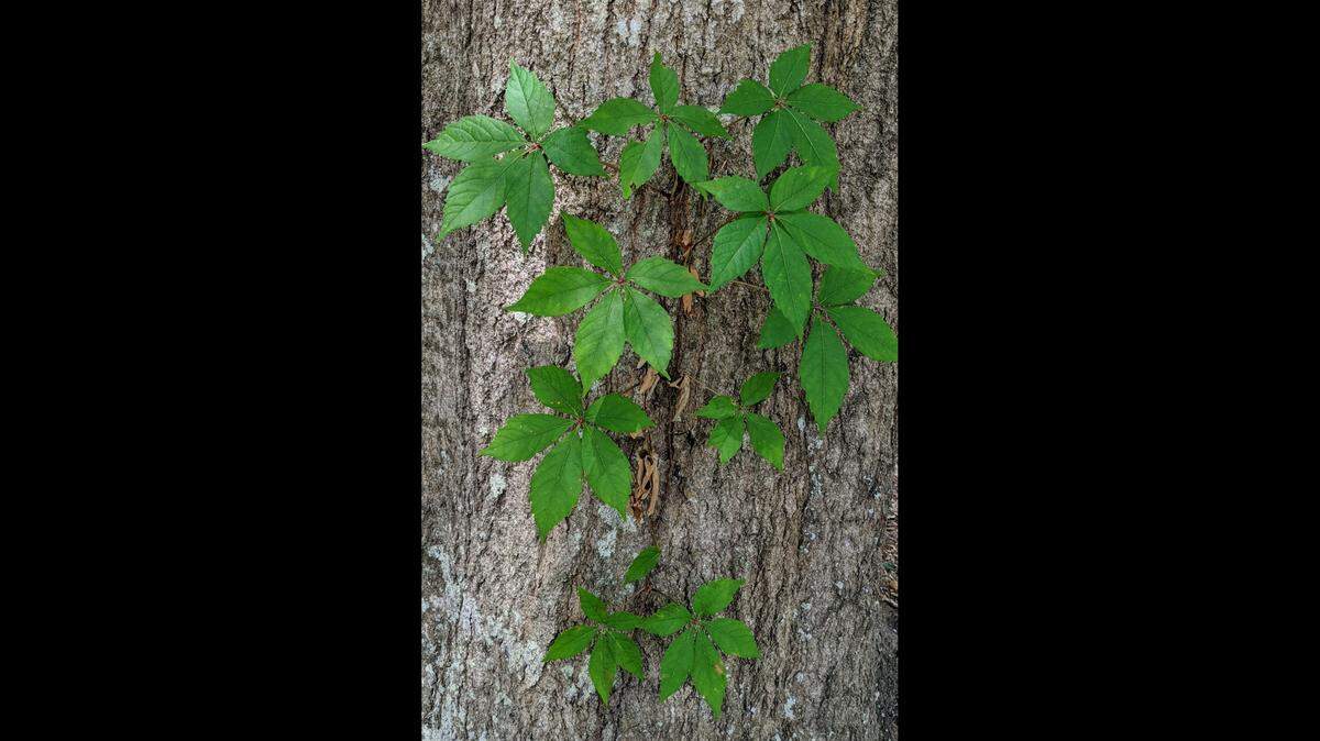 Virginia creeper, a common Lowcountry vine sometimes confused with poison ivy, has leaves with five leaflets.
