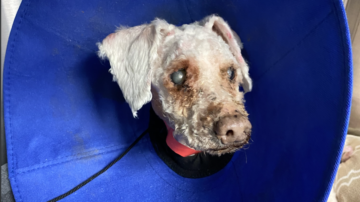 “Treasure,” a 10-year-old poodle who’s blind in both eyes, was found trapped in a garbage bag inside a dumpster in the Burton area. Investigators from the Beaufort County Sheriff’s Office are searching for his owner in hopes of pursuing charges.