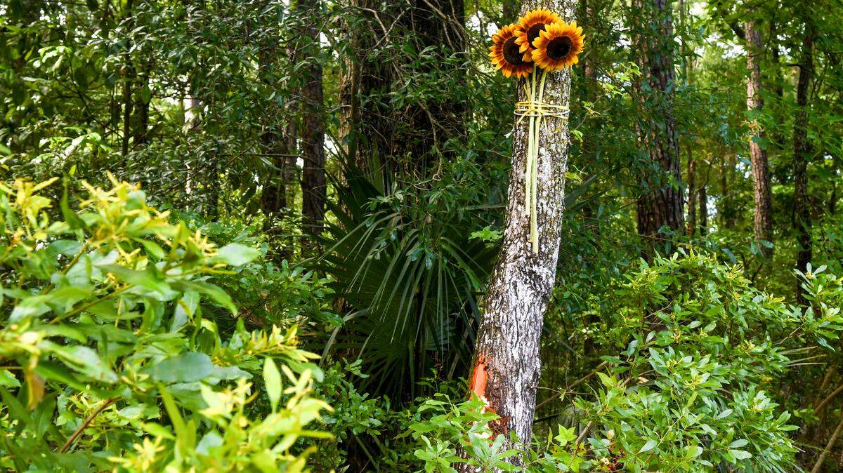 Three freshly cut flowers are tied to a tree whose trunk is sprayed with orange paint where a fatal single-vehicle collision occurred near the curve of May River Road in the early morning hours of Sunday, June 11, 2023 in Bluffton. Two of the passengers were killed and a third was transported to a Savannah hospital with life-threatening injuries, according to the Bluffton Township Fire Department.
