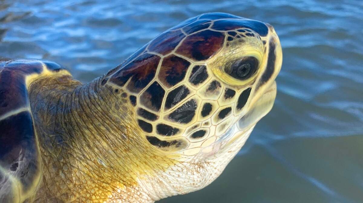 Loggerhead turtle about to be released