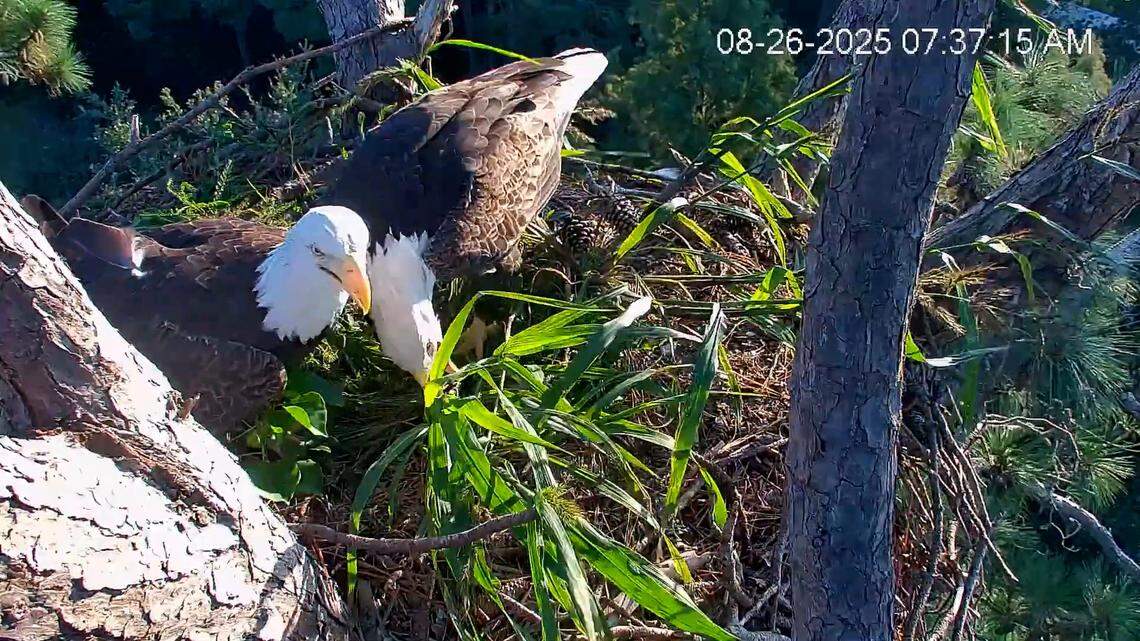 Egg-cellent news: Beloved Hilton Head eagles are back on the big screen