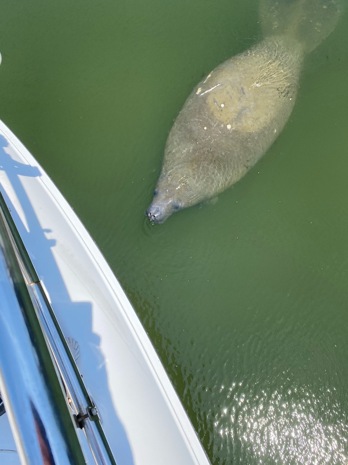 A manatee approaches Marlene Stephenson’s boat in the Harbour Town Yacht Basin in June 2021.