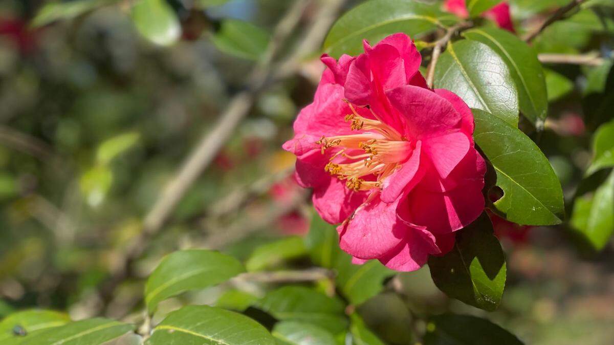 Whereas most flowers will bloom in the spring or summer, camellias offer a bright pop of pink in the wintertime.