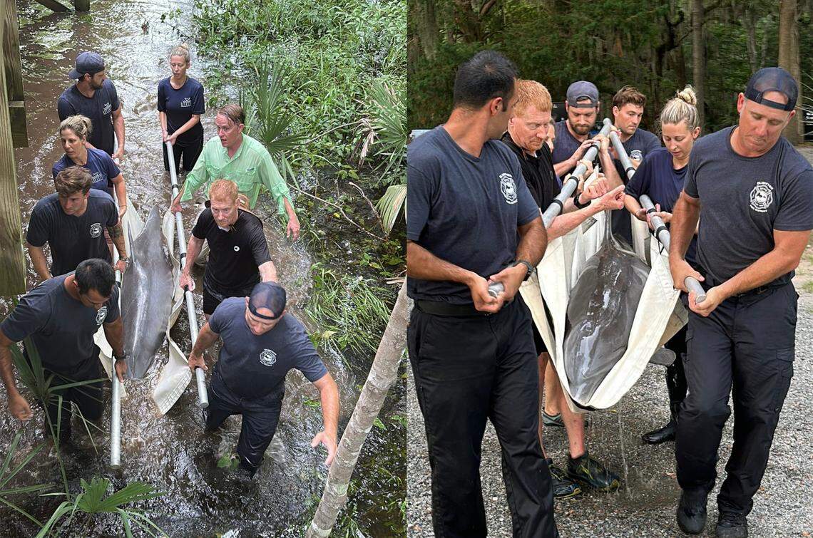 A rescue team of Bluffton firefighters, Hampton Lake residents and experts from the Lowcountry Marine Mammal Network used a marine rescue tarp to carry Lucky, an approximately 8-foot, 500-pound dolphin, out of a shallow tidal lagoon in the private neighborhood after passerby spotted the stranded animal the morning of July 12, 2025. LMMN is federally authorized to respond to marine mammals in South Carolina by the National Marine Fisheries Service and the Marine Mammal Health and Stranding and Response Program. It is otherwise illegal to handle marine mammals without authorization