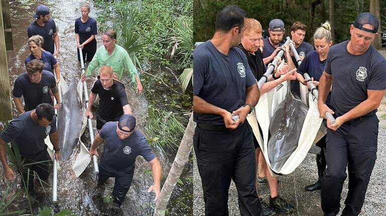 Bluffton’s ‘Lucky’ rescue: Stranded dolphin saved by firefighters, marine experts