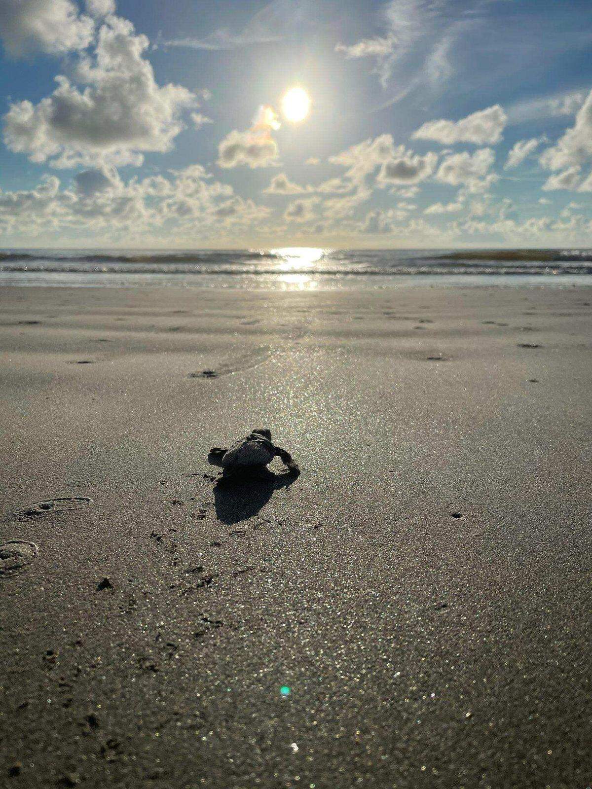 A loggerhead turtle, a straggler, makes a run for the ocean recently at Hunting Island moments after hatching and leaving the beach nest.