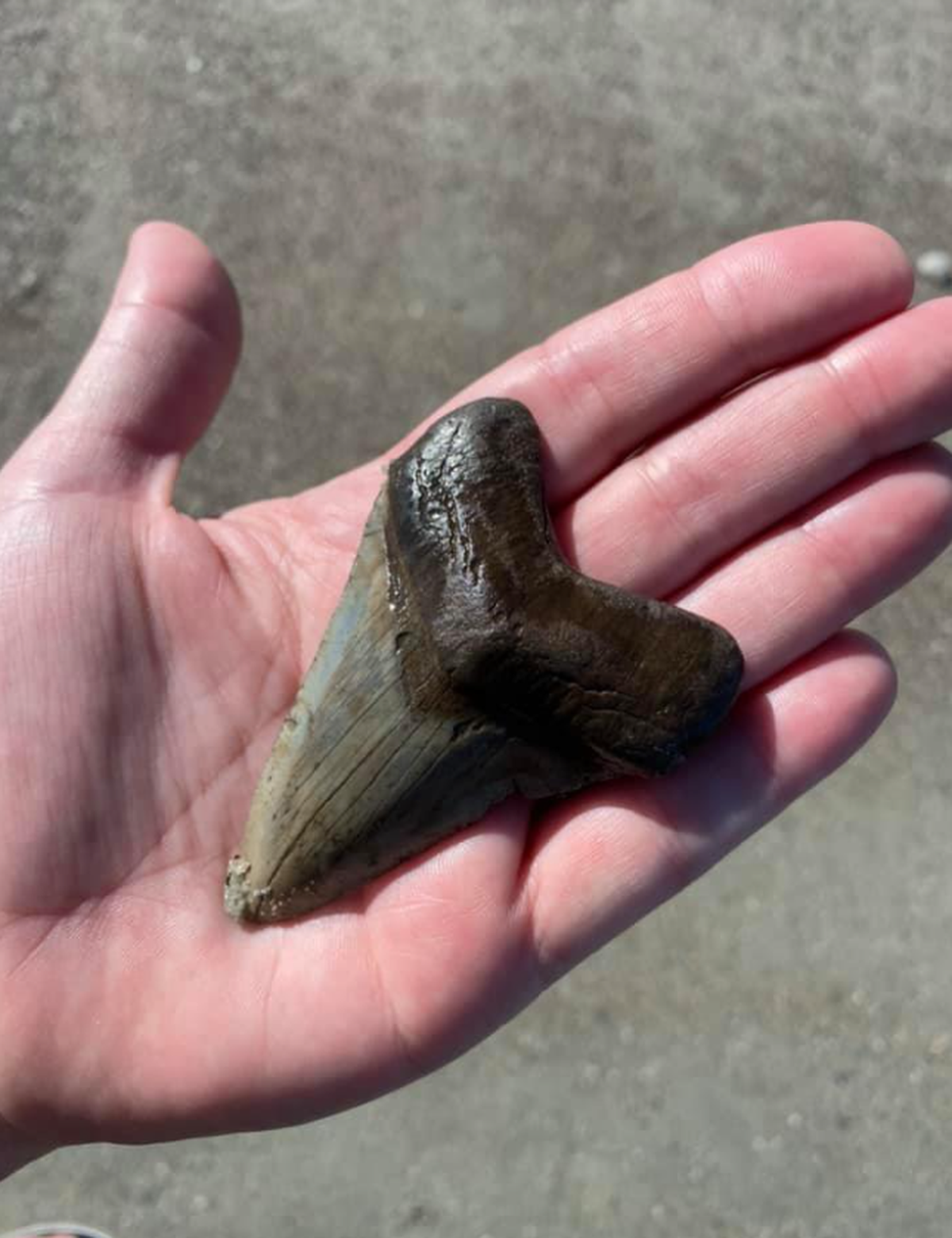 A woman hunting for shark teeth in South Carolina found a huge tooth at Hunting Island, fueling speculation about what beast it might have once belonged to.