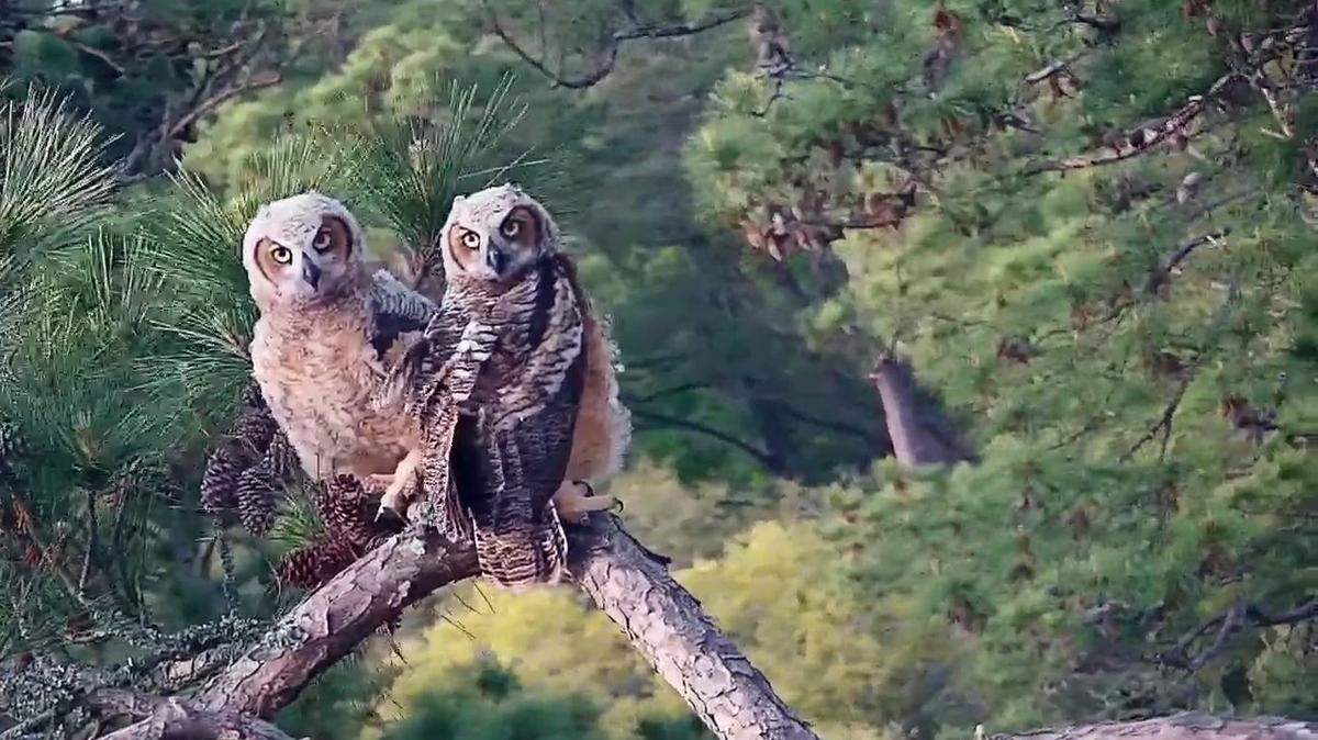 HH5 and HH6, great horned owls who live in the Raptor CAM nest, perched together on Monday, April 1, 2024.
