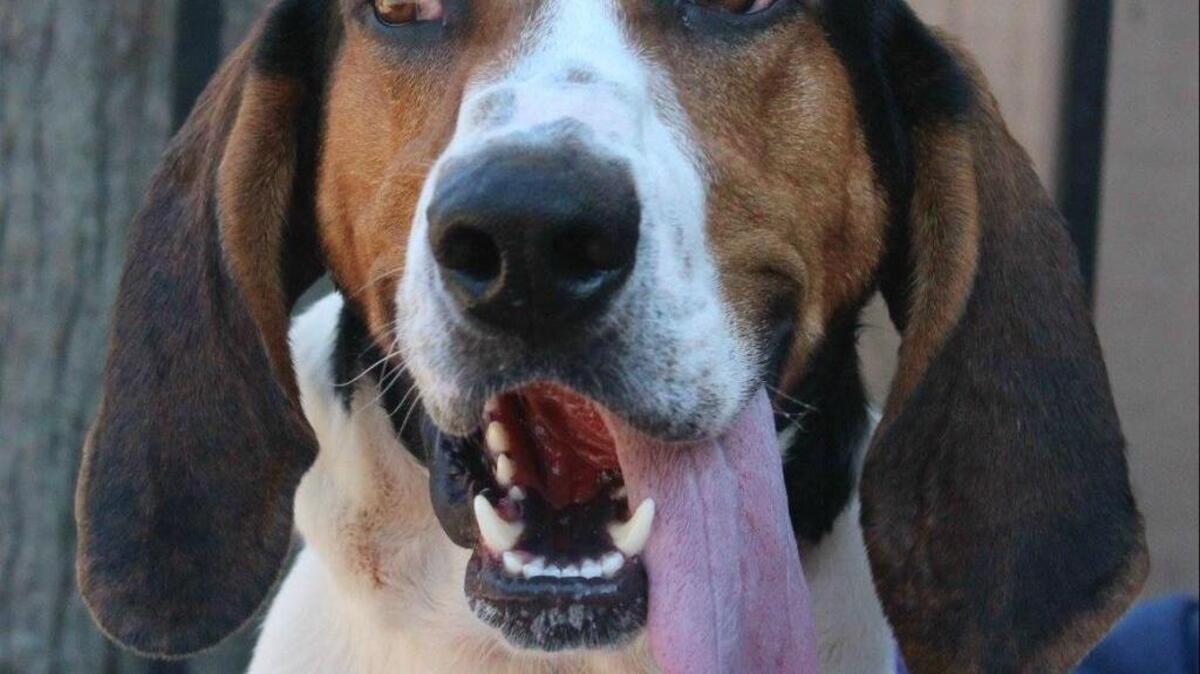 Johnny Cash. Hilton Head Humane Association