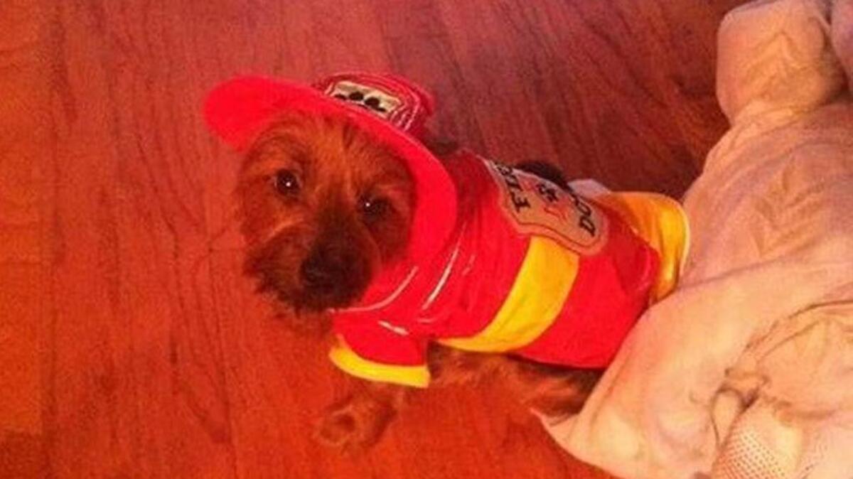Happy Halloween from Fire Dog Charlie Shared by Amanda Hosley