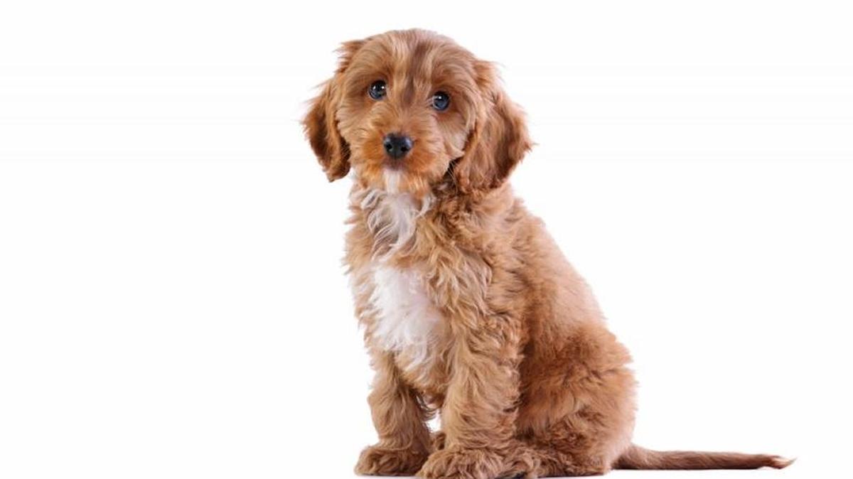Cockapoo
