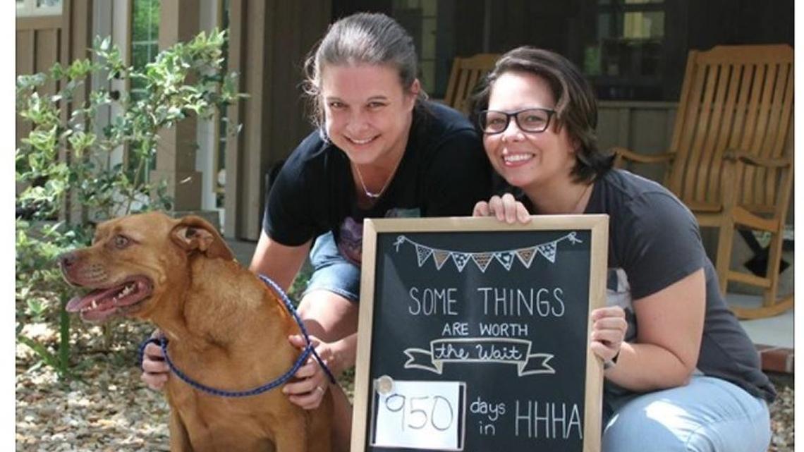 The tale of Reeva the Hilton Head shelter dog. And her 950 days of waiting.