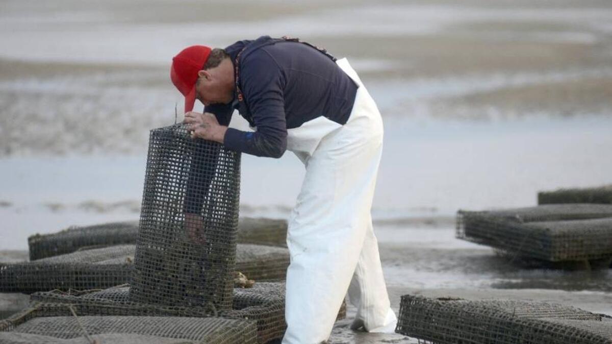 Andrew Carmines, owner of the Shell Ring Oyster Company, checks the oysters in his bags in 2014 at the location where he is farming local single select oysters in the Port Royal Sound off of Hilton Head Island.