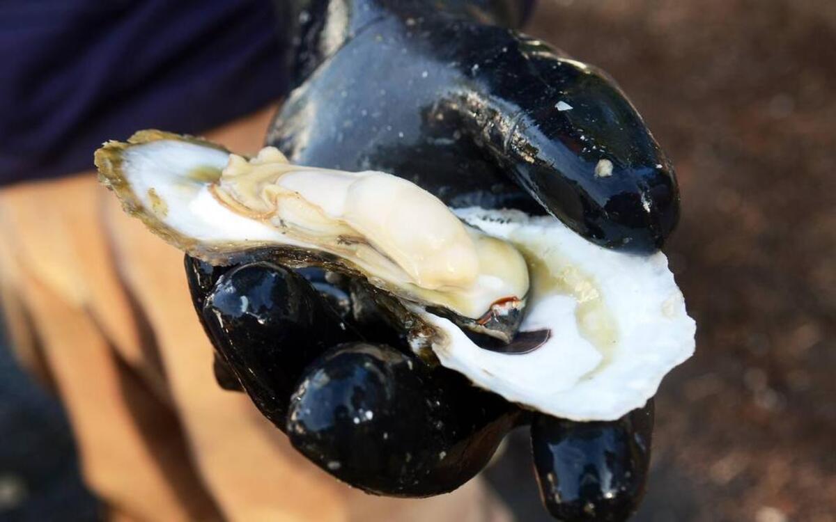 The All You Can Eat Oyster Roast on Feb. 7 in Port Royal features oysters from Sea Eagle Market.