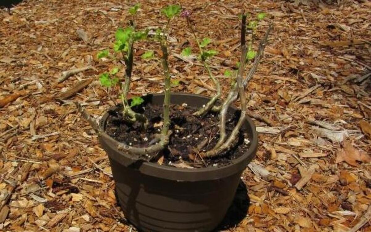 A “good” plant gone bad over the summer.