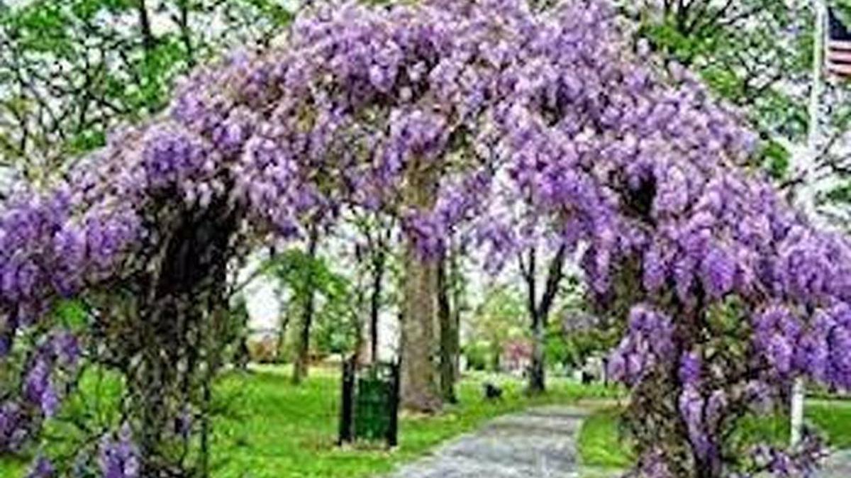 Careful pruning can make your agressive wisteria fall into line.