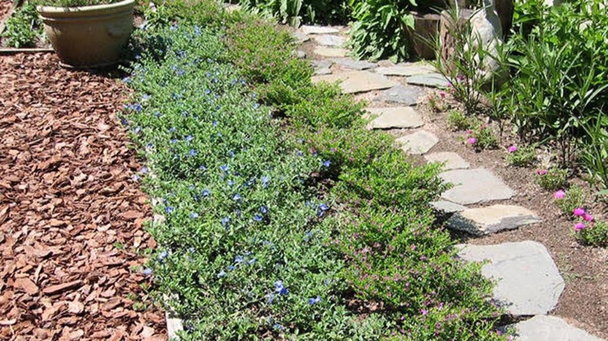 Blue Evolvulus backed by purple Mexican Heather make an attractive pairing.