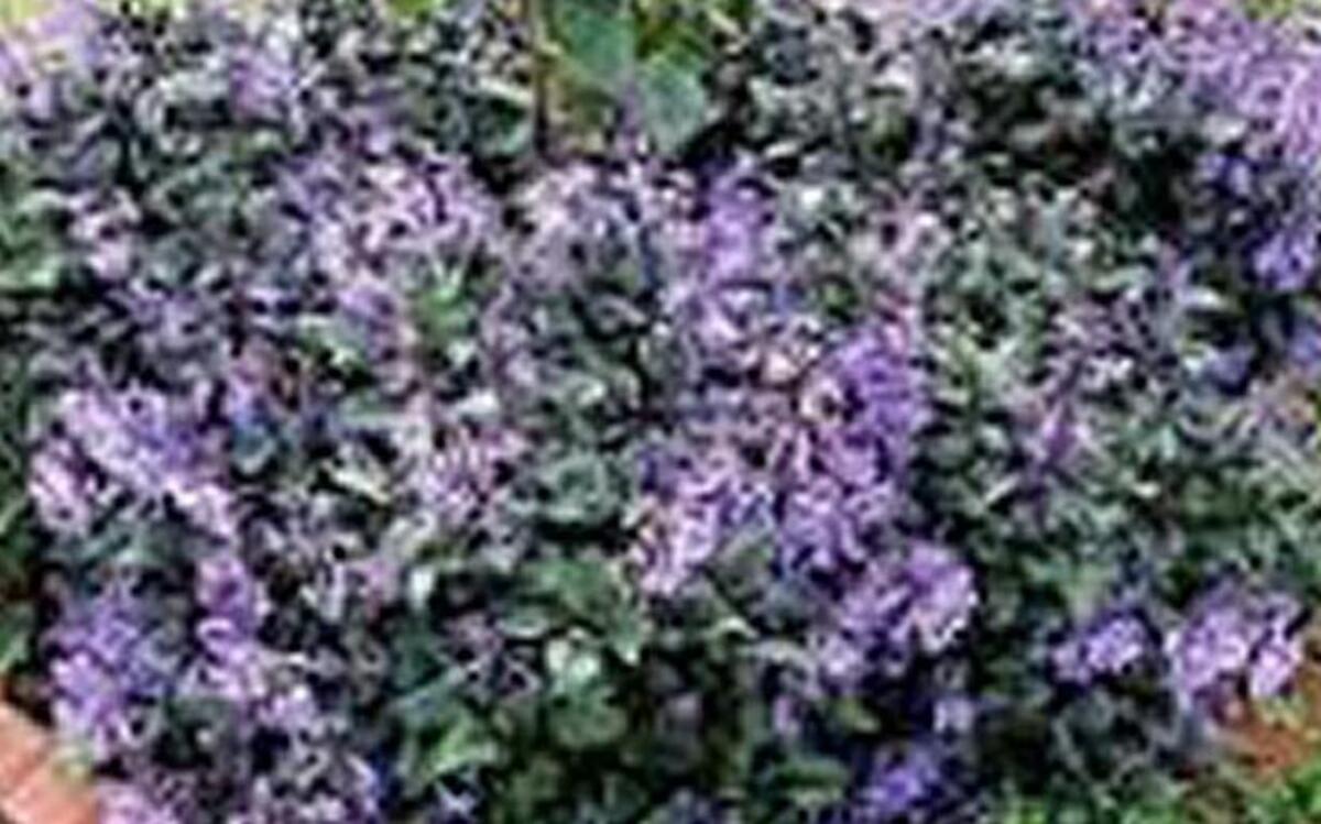 A “Mona Lavender” in full bloom.