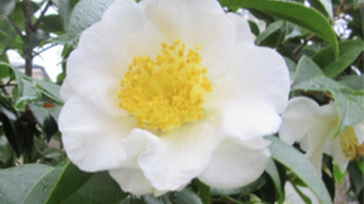 Camellia is often called the queen of the fall and winter garden because of the immense variety of blossom shapes, colors and sizes, and the many months during which they are produced.