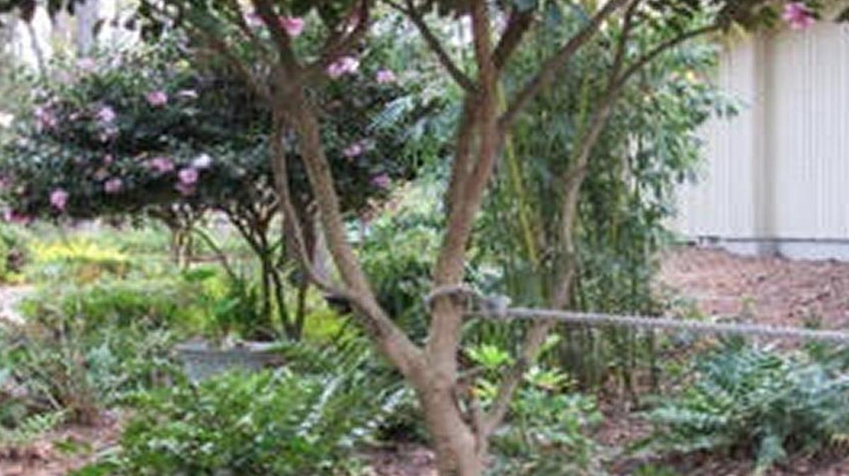 This flattened Camellia was replanted and repositioned.