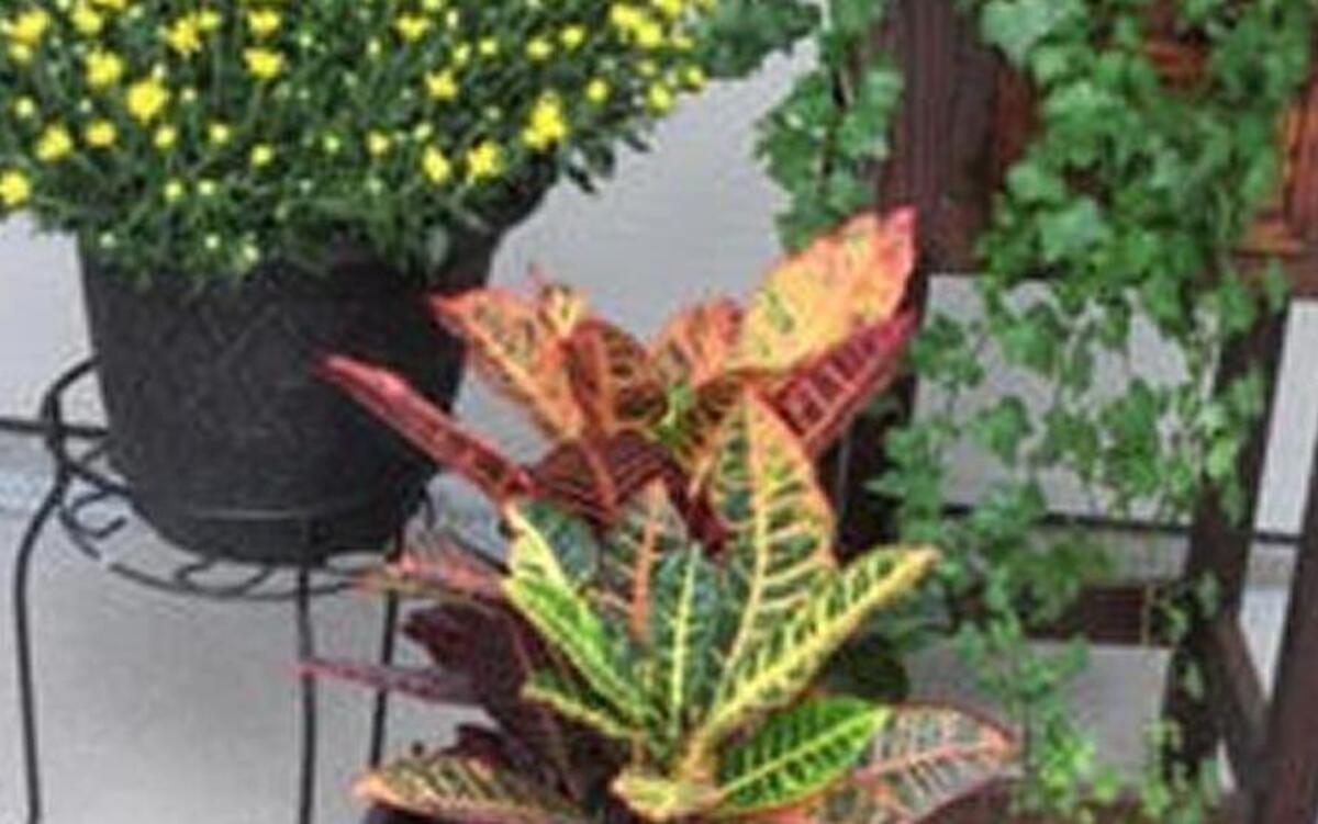 Mums, ivy and Croton form a seasonal display.