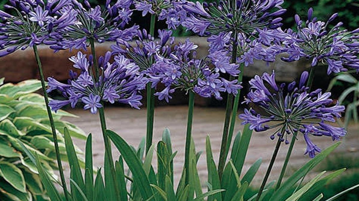 Agapanthus makes an exotic addition to any garden.