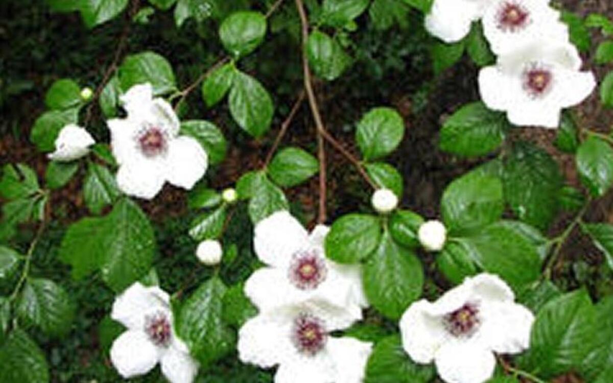 A blossoming stewartia malacodendron.