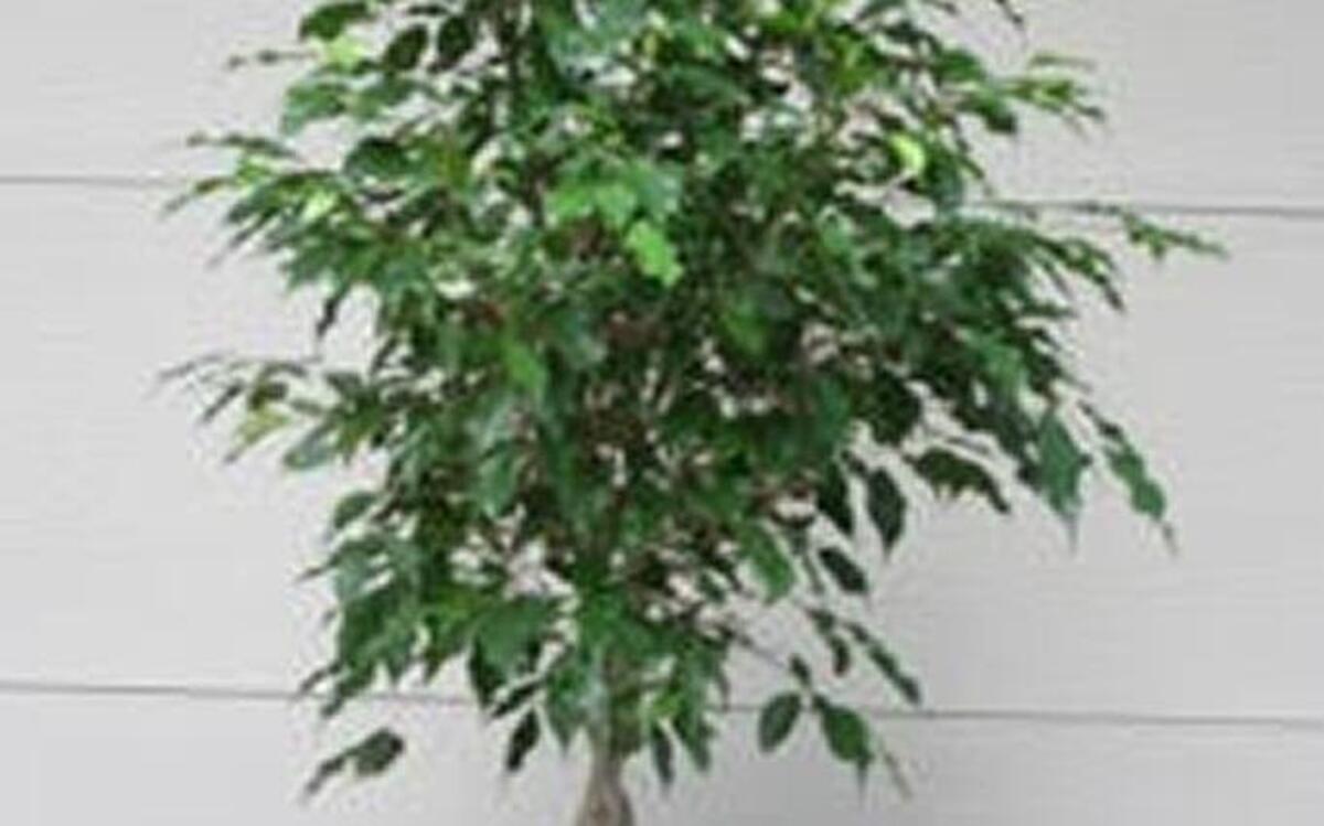 Ficus need to be brought inside during winter.