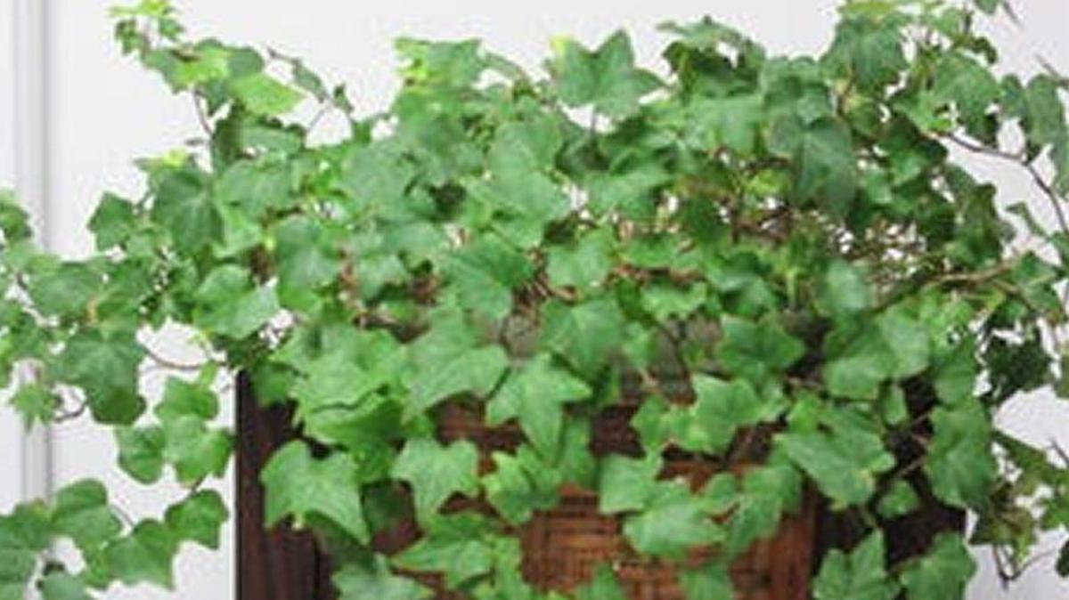 English ivy thrives after pruning.