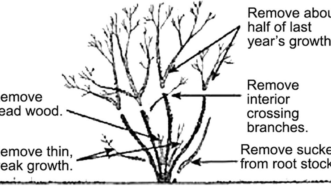 Think you can take a break from gardening in February? There’s plenty to do