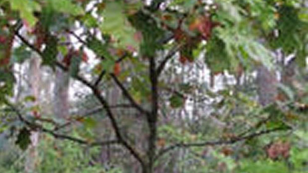 This young oak tree now has room to grow.