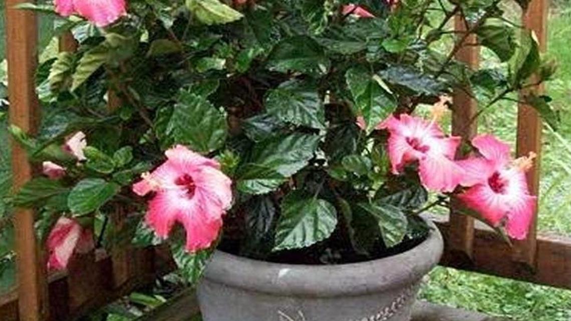 Are problems bedeviling your Angel Wing begonias? It may be the basket they’re in