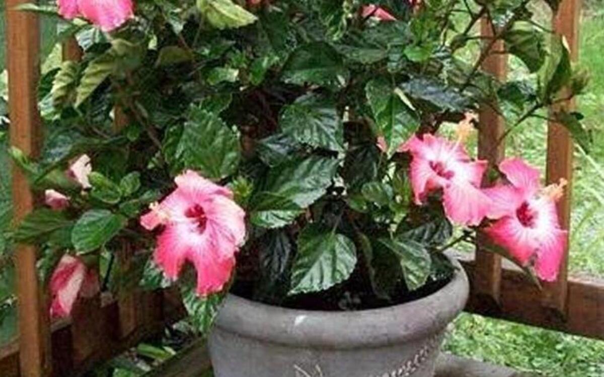 Dwarf Pink Hibiscus provide a colorful accent on a deck.