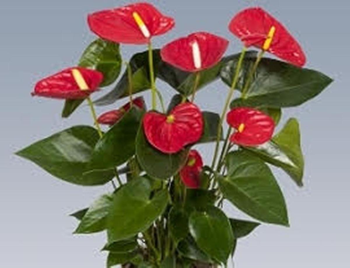 A well-grown Anthurium is a house plant delight.